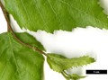 SpeciesSub: subsp. szechuanica
